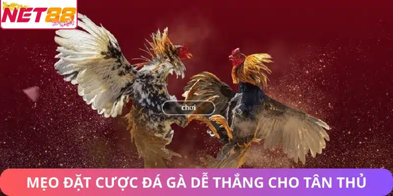 Mẹo đặt cược đá gà dễ thắng